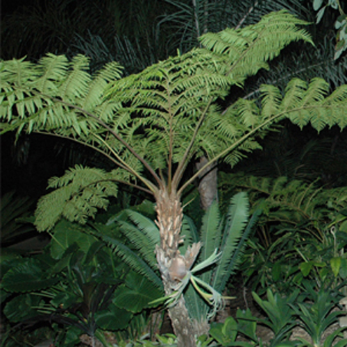Cyathea cooperi(Australia Tree Fern)
