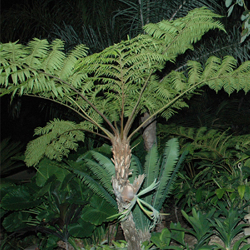 Cyathea