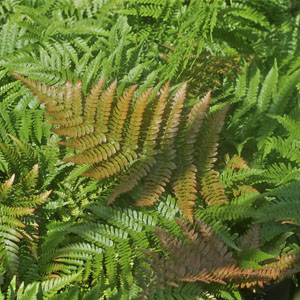 Autumn Fern (Dryopteris erythrosora)