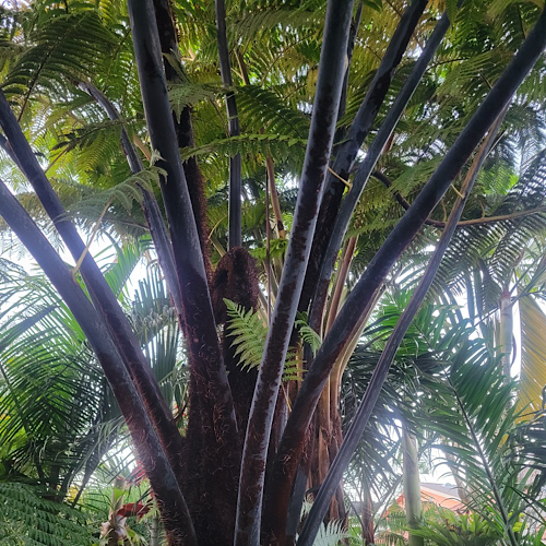 Cyathea medullaris