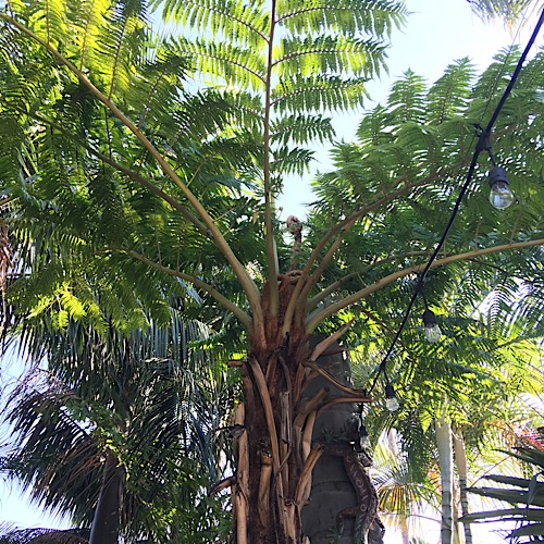 Cyathea robusta