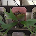 Fern Factory Fern Factory Offers A Wide Variety Of Tree