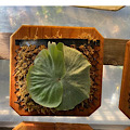 Platycerium superbum mounted