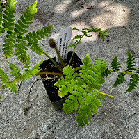 Cyathea Medullaris (Black Tree Fern)