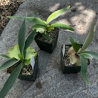 3- Platycerium veitchii 