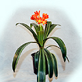 Clivia