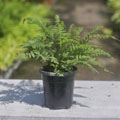 Mixed Ferns / Not Available in Winter