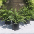 Mixed Ferns / Not Available in Winter