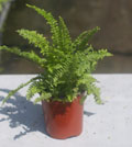 Fluffy Ruffle Fern (nephrolepis exaltata) bostoniensis 