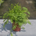 Pom Pom Fern  (Nephrolepis exaltata) 