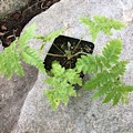 Cibotium glaucum (Hawaiian Tree Fern 