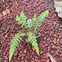 Dicksonia antarctica