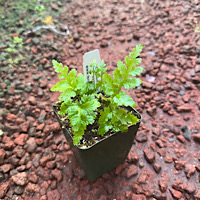 Cibotium Hawaiian Menziesii 