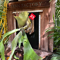  Platycerium willinckii "Hawks"