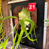 Platycerium willinckii cv Mount Lewis