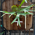 1 - Platycerium Bifurcatum cv Alicorne 