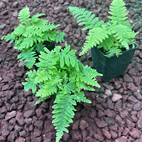 Polypodium formosanum (Grubb Fern)