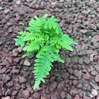 Mixed Ferns / Not Available in Winter