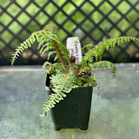 Cyathea tomentosissima (Highland Lace)