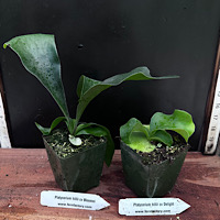 P. hilli cv Delight &  P. hilli cv bloomei
