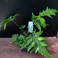 Cibotium Hawaiian Menziesii 