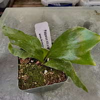 Platycerium hillii cv Bloomei