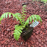Cyathea Cooperi Revolvulum (weeping Treefern)