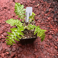 Cyathea Orange Giant