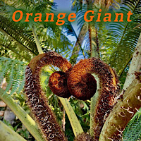 Cyathea Orange Giant