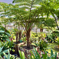 Cyathea Cooperi Revolvulum (weeping Treefern)