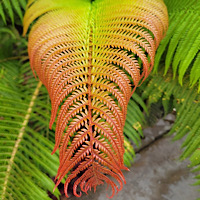 Sadleria cyatheoides