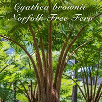 Cyathea brownii 