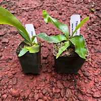 Platycerium hillii cv Bloomei