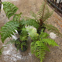 4-trefernspecial1gal