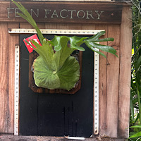 Platycerium superbum mounted brd