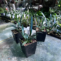 Blue Oil Fern (Microsorum thailandicum)