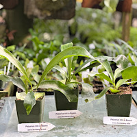 Platycerium hillii cv Bloomei