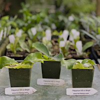 Platycerium hillii cv Delight