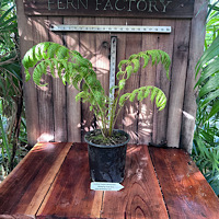 Cyathea Cooperi Revolvulum (weeping Treefern)