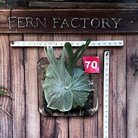 Mounted Staghorn Boards