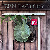 Platycerium superbum mounted brd