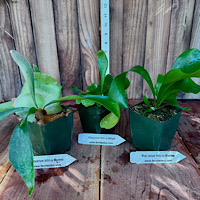 P. willinckii java P. hilli cv bloomei P. hilli cv delight