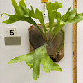 Platycerium hillii cv Bloomei