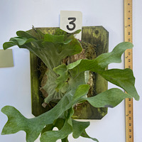  Dwarf P. superbum (Cabbage or Bambi stag)
