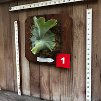  Dwarf P. superbum (Cabbage or Bambi stag)
