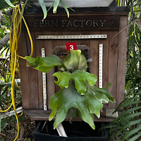 Mounted Staghorn Boards