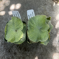  Dwarf P. superbum (Cabbage or Bambi stag)