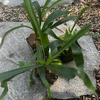 1 - Platycerium willinckii cv Mount Lewis