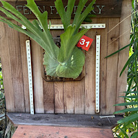 Platycerium superbum