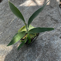 1 - Platycerium veitchii 
